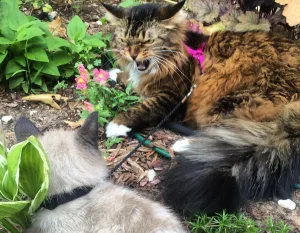 Yaşlı kedi için sakin bir ev